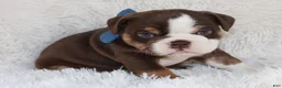 English Bulldog dogs for sale: AKC Olive  - Ad 5