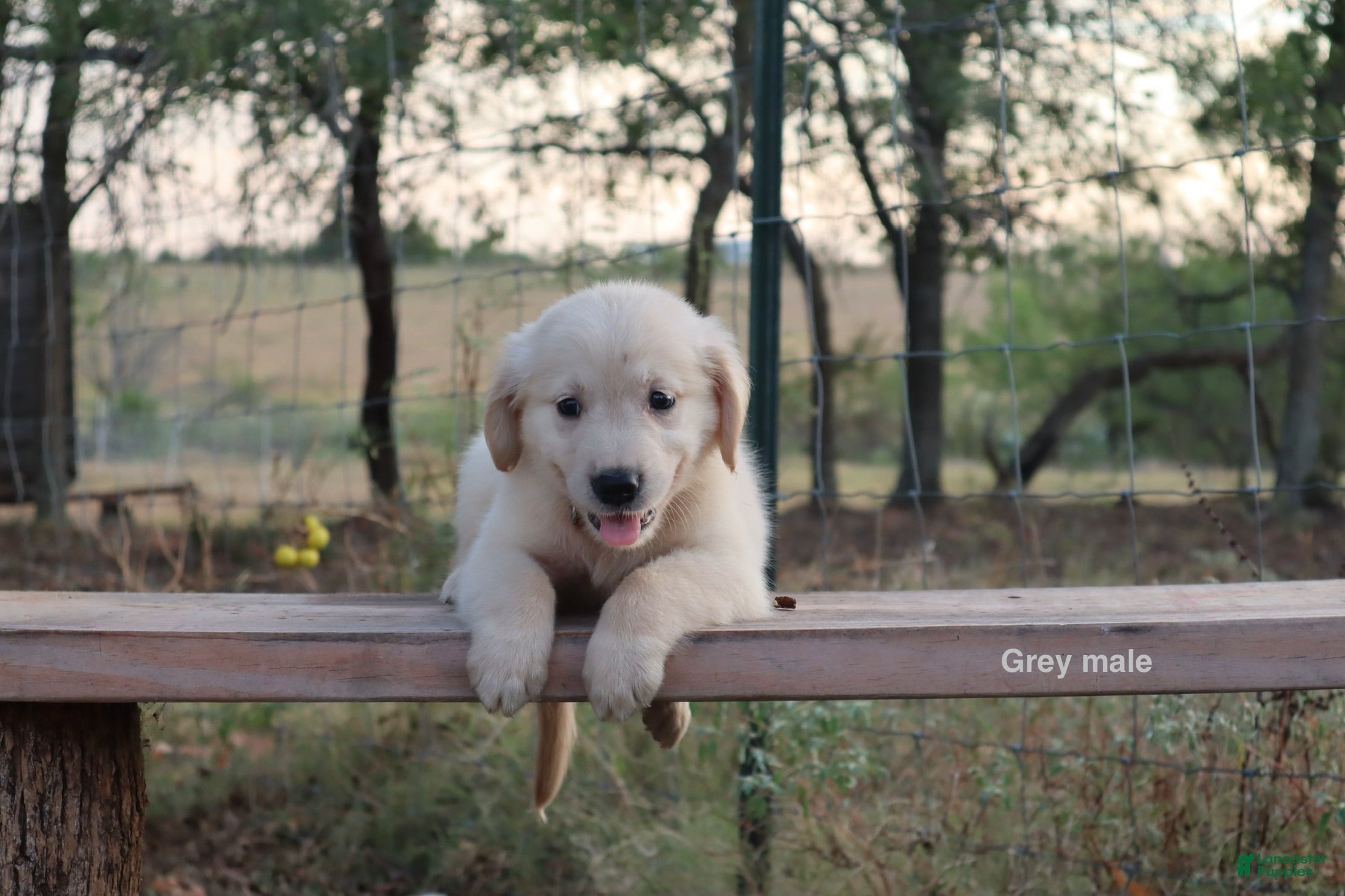 Golden Retriever dogs Larry - Ad 1