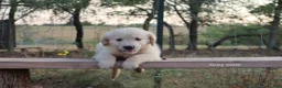 Golden Retriever dogs for sale: Larry - Ad 1