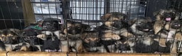 German Shepherd dogs for sale: Black (6) - Ad 10
