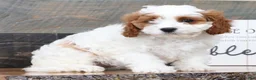 Cavapoo dogs for sale: Tina - Ad 4