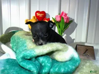 Chihuahua dogs Chihuahua Puppy 4 Carson - Ad 37