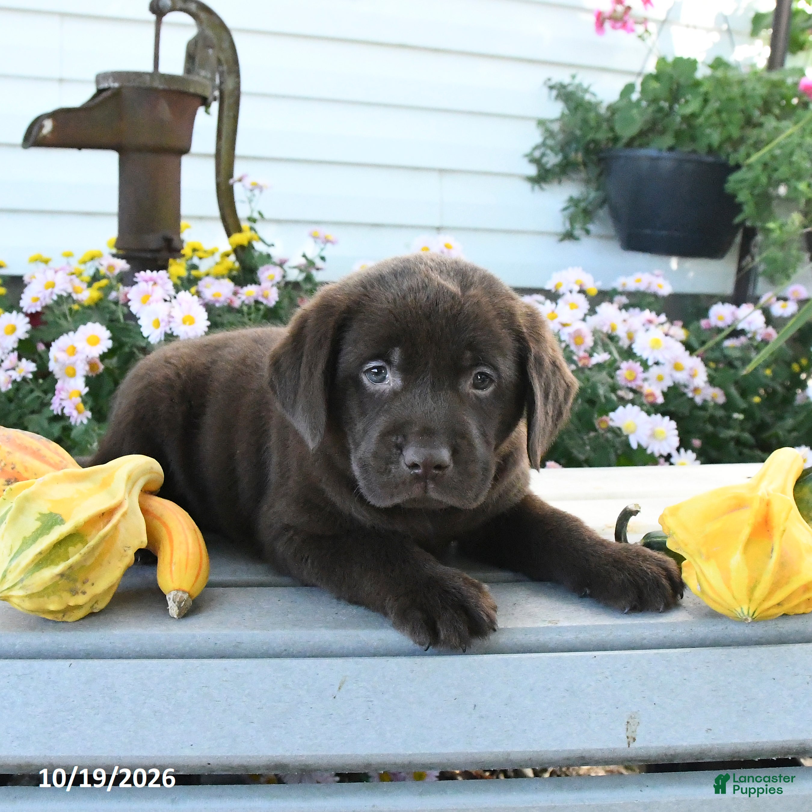 Labrador Retriever dogs Jess  - Ad 1