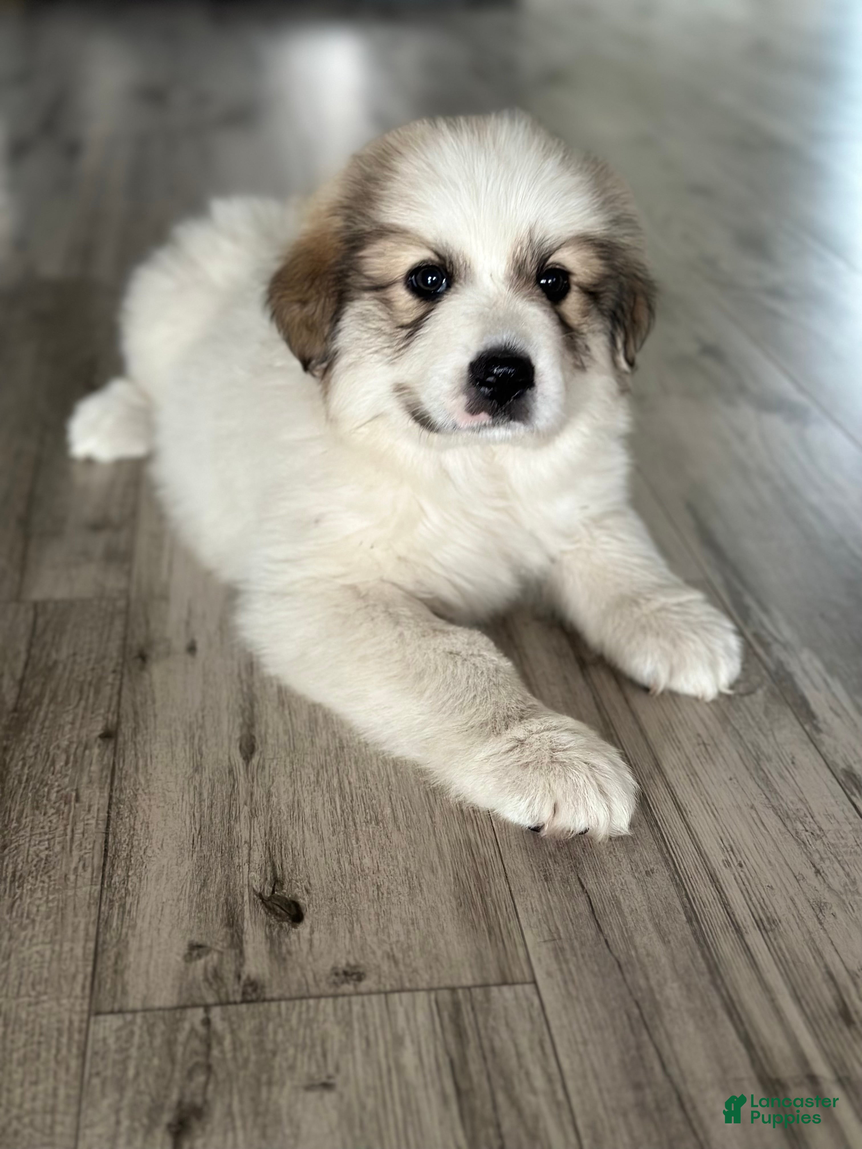 Great Pyrenees dogs Great Pyrenees Puppy 2 - Ad 4