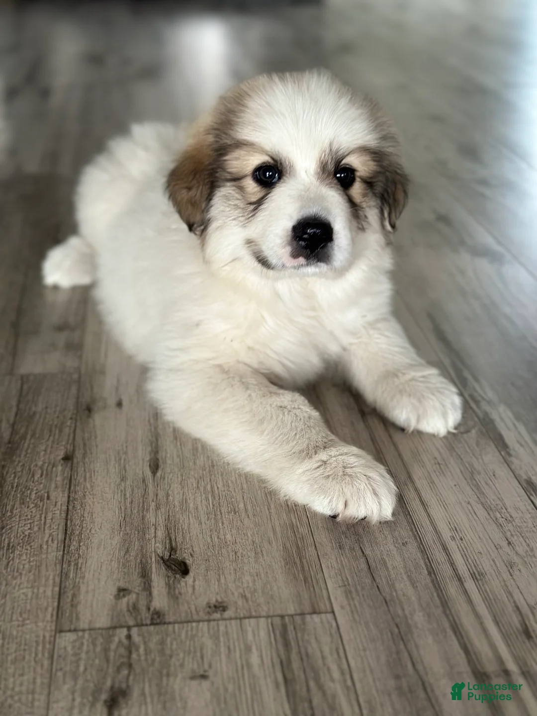 Great Pyrenees dogs for sale: Great Pyrenees Puppy 2 - Ad 1