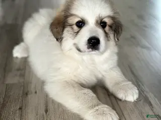 Great Pyrenees dogs Great Pyrenees Puppy 2 - Ad 4