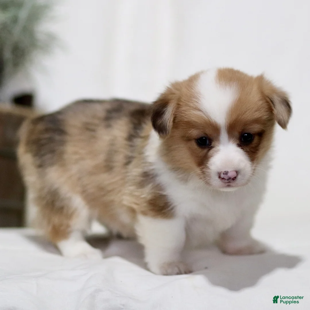 American Corgi dogs for sale: Jess - Ad 2