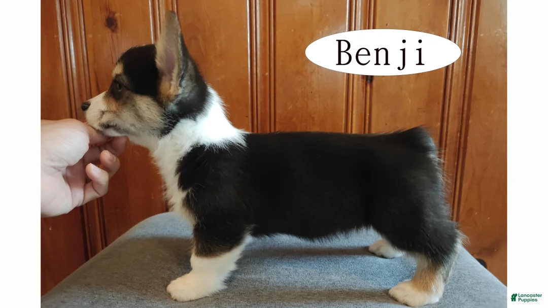 Welsh Corgi Pembroke dogs for sale: Benji - Ad 4