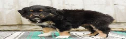 Australian Shepherd dogs for sale: Tori - Ad 6