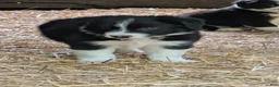 Bernese Mountain Dog dogs for sale: Bernese Mountain Dog 2 - Ad 3