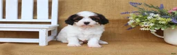 Cavapoo dogs for sale: Dakota - Ad 4