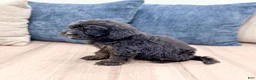 Mini Bernedoodle dogs for sale: Bert - Ad 4