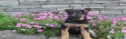 German Shepherd dogs for sale: Avery - Ad 4