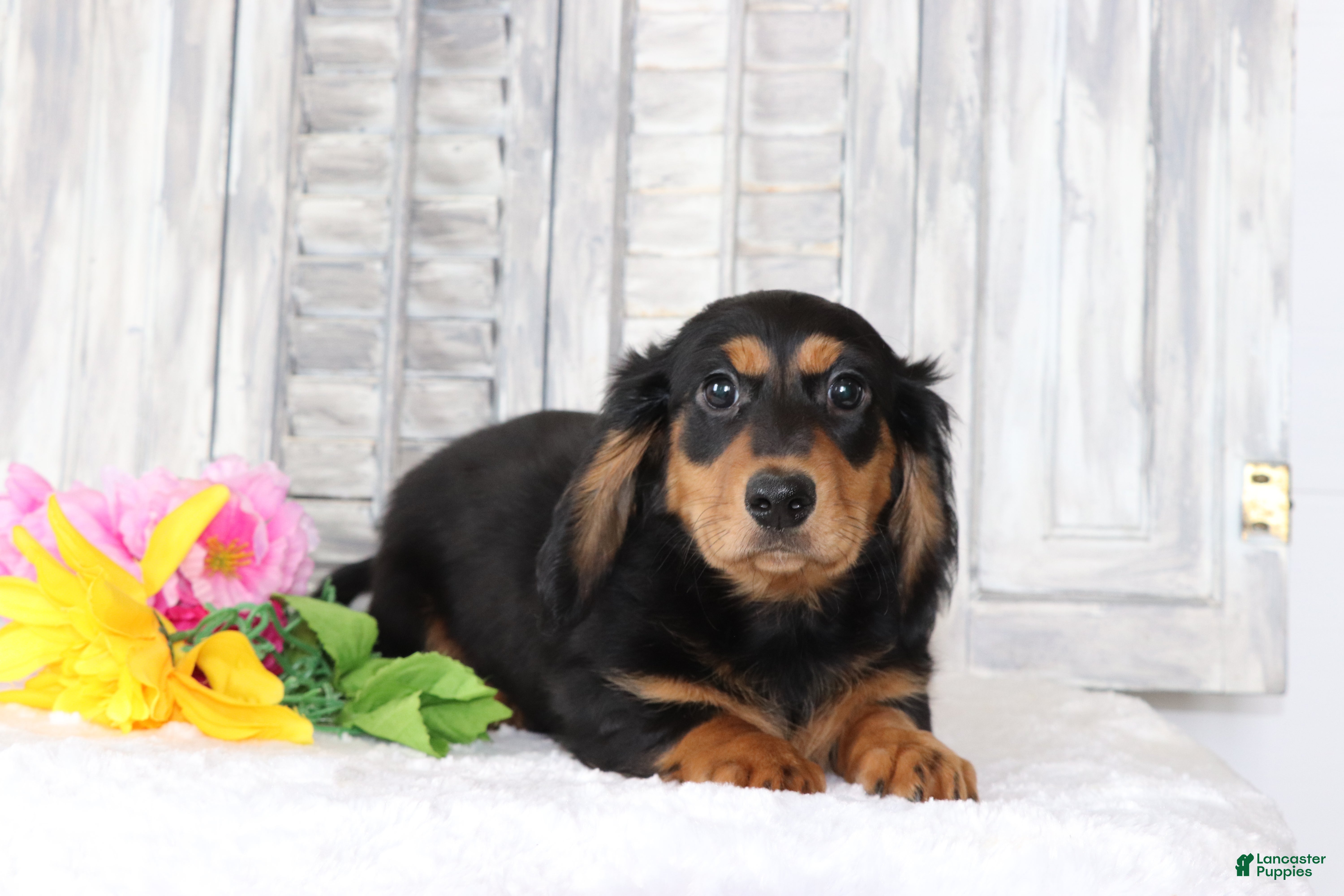 Dachshund dogs for sale: Bella  - Ad 3