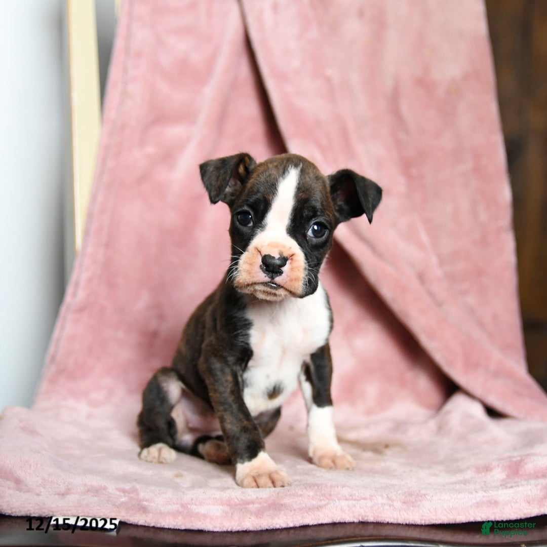 Boxer dogs for sale: Lassie - Ad 3