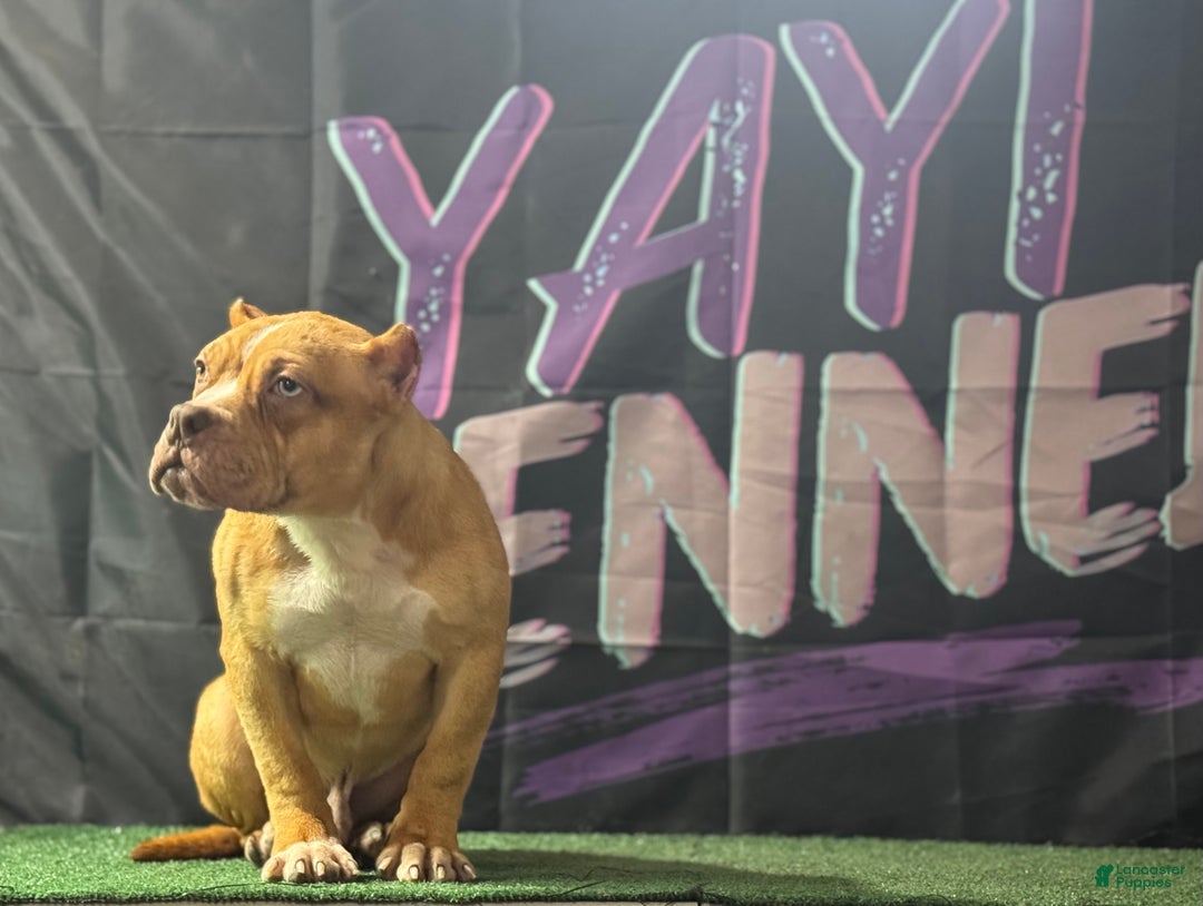 American Bully dogs for sale: Chocolate Fawn Merle - Ad 3