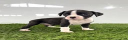 Boxer dogs for sale: Mylo - Ad 4
