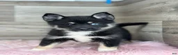 Pomsky dogs for sale: Ezra - Ad 1