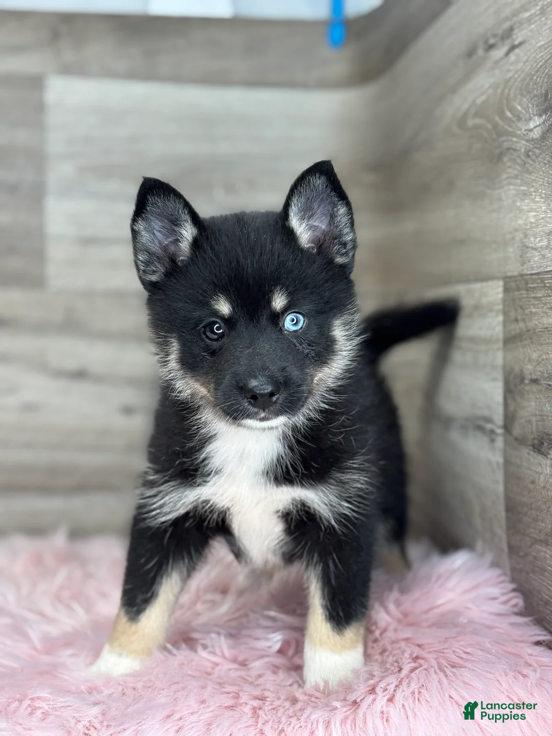 Pomsky dogs for sale: Ezra - Ad 1