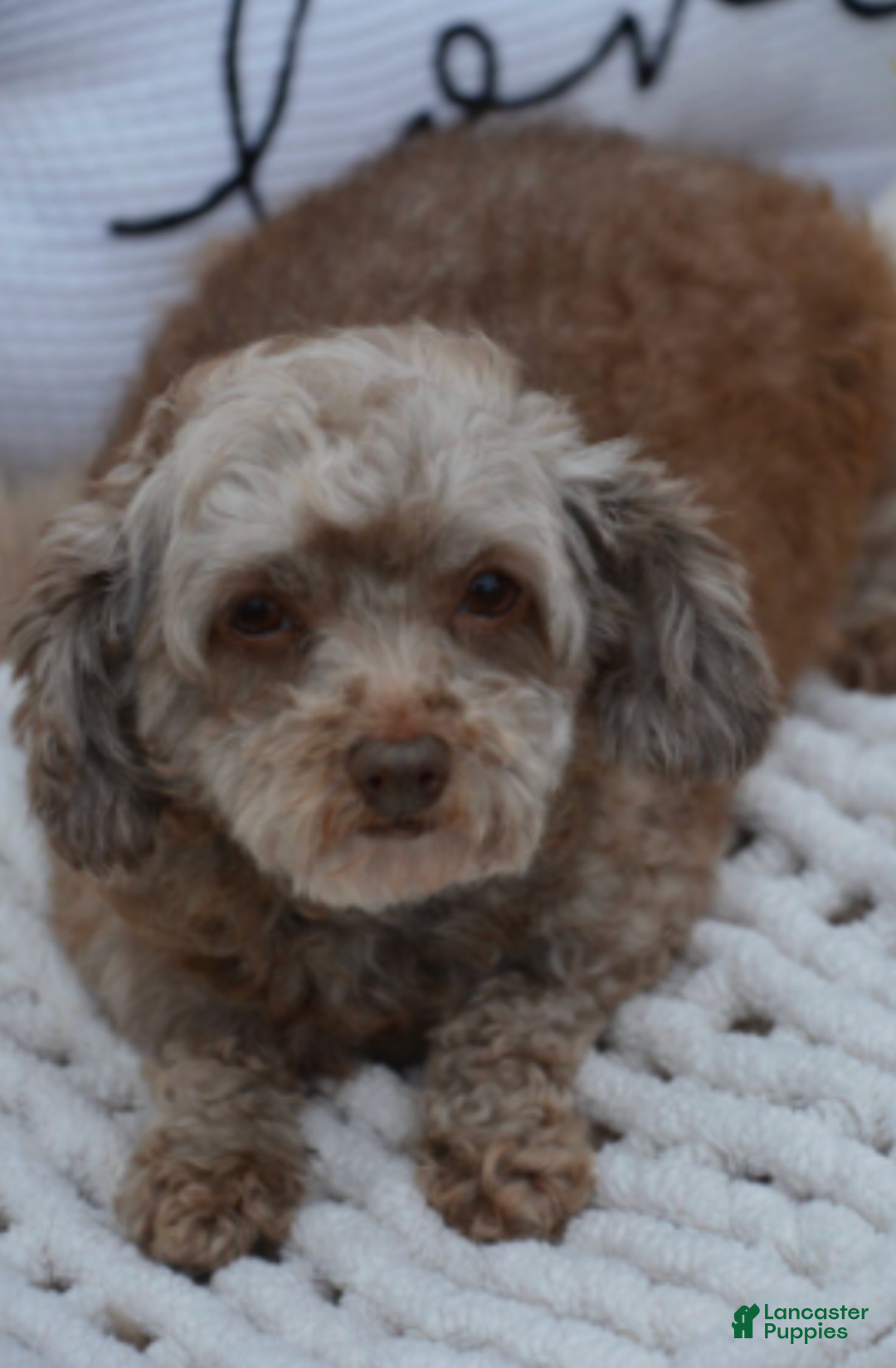 Toy Poodle dogs for sale: Duke - Ad 6