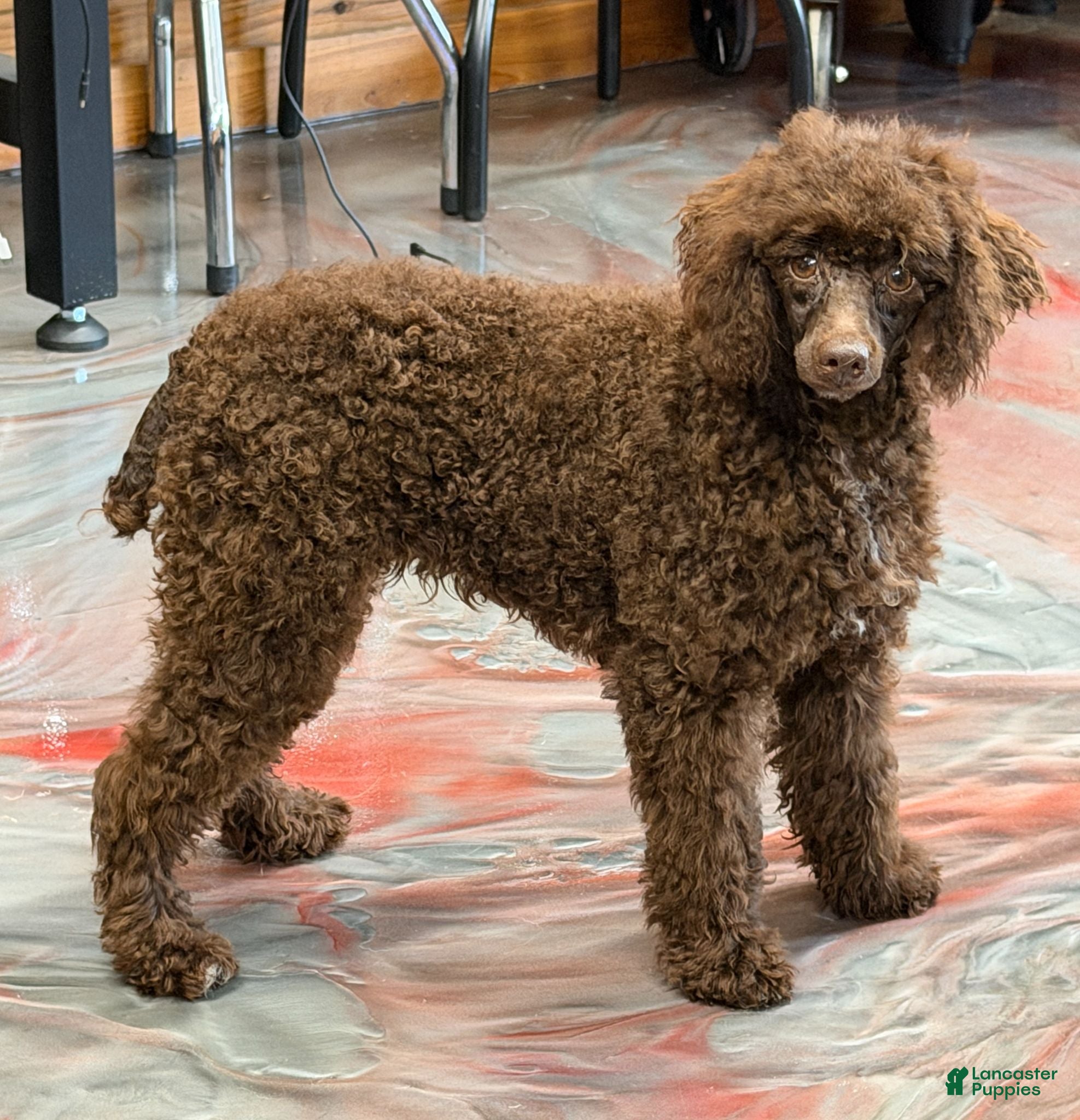 Miniature Poodle dogs Hershall - Ad 12