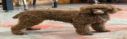 Miniature Poodle dogs for sale: Hershall - Ad 1