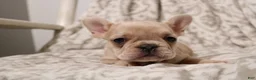 French Bulldog dogs for sale: Lacey - Ad 10
