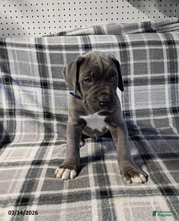 Cane Corso dogs Baron - Ad 1
