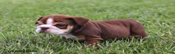 English Bulldog dogs for sale: Vince - Ad 2