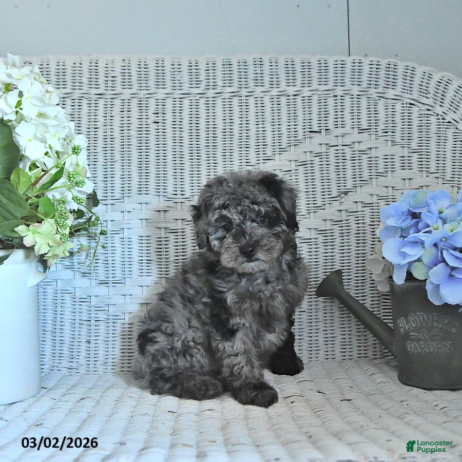 Mini Aussiedoodle dogs Max - Ad 1