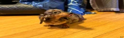 Miniature Dachshund dogs for sale: AKC Russian- Pra clear sale - Ad 25