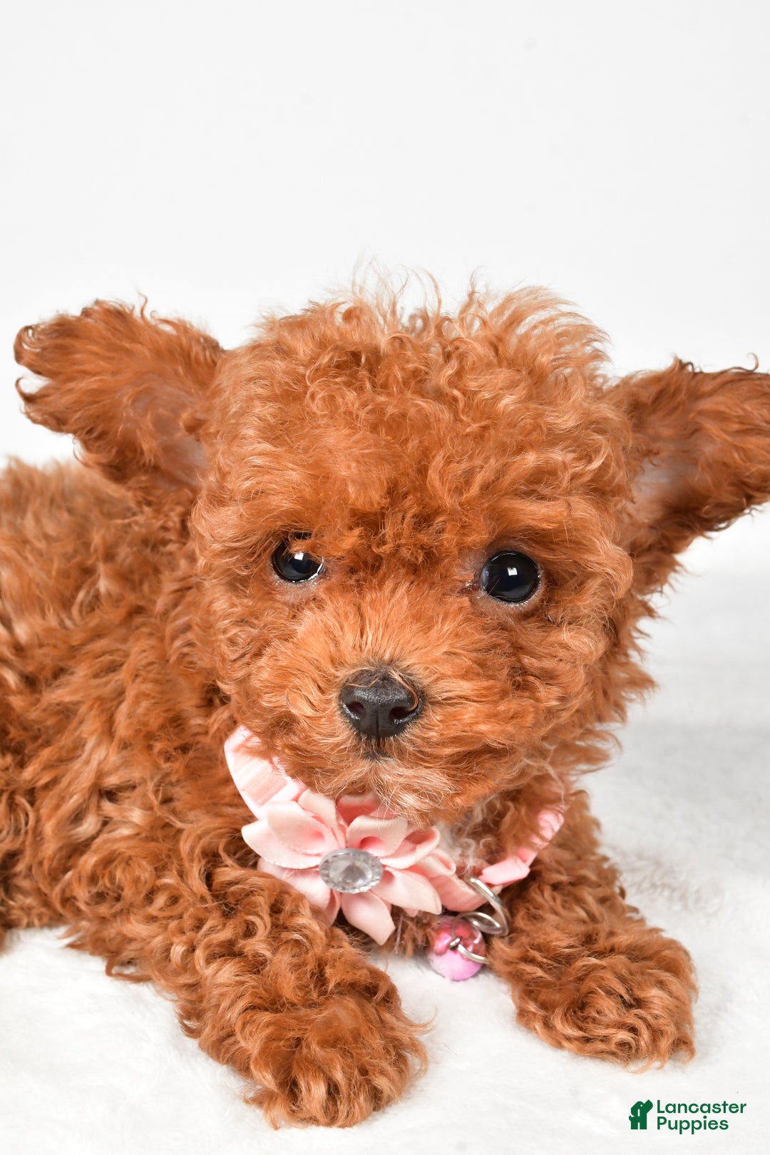 Toy Poodle dogs for sale: Emmy - Ad 4