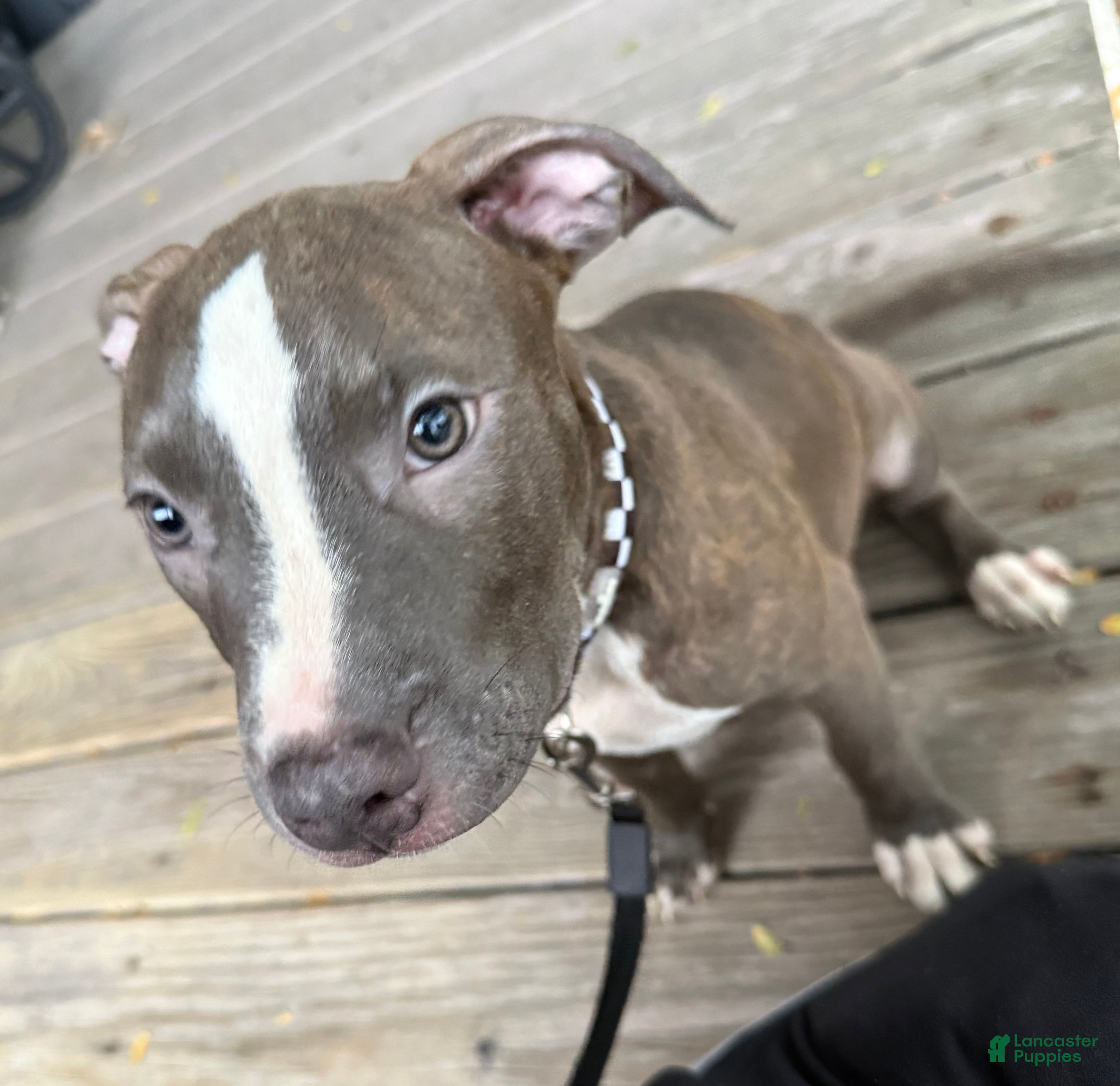 American Pit Bull Terrier dogs American Pit Bull Terrier 2 - Ad 13