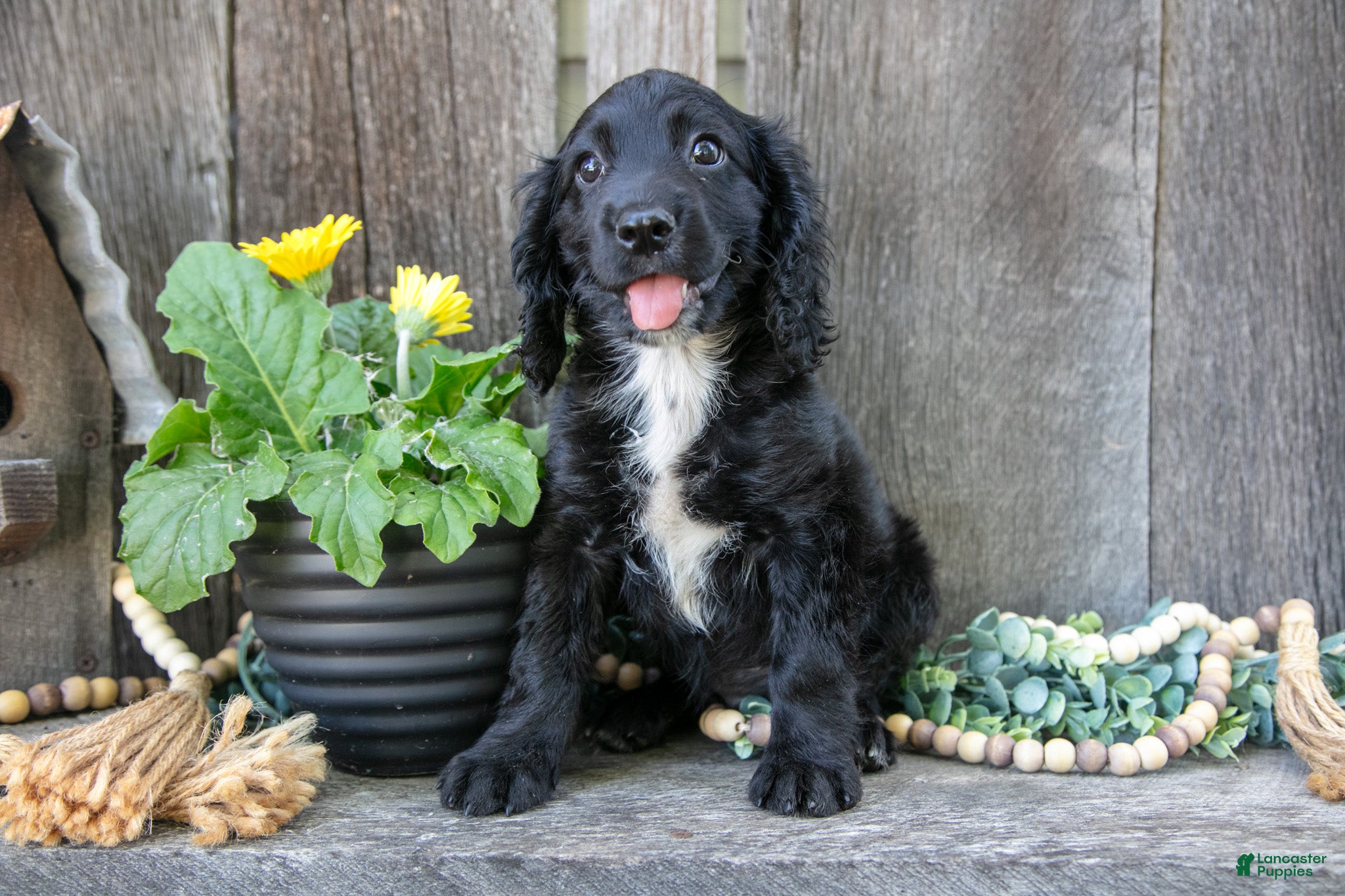 English Cocker Spaniel dogs Spencer - Ad 1