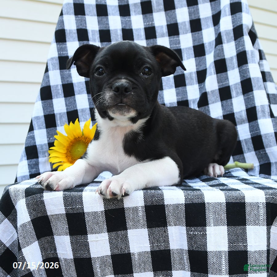 Boston Terrier dogs Zach - Ad 1