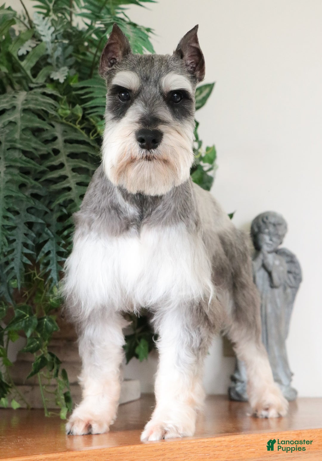Miniature Schnauzer dogs for sale: Toby - Ad 8