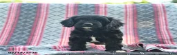 Cavapoo dogs for sale: Willow  - Ad 4