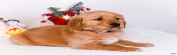 Golden Retriever dogs for sale: Elana - Ad 11
