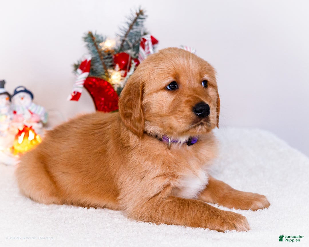 Golden Retriever dogs for sale: Elana - Ad 11