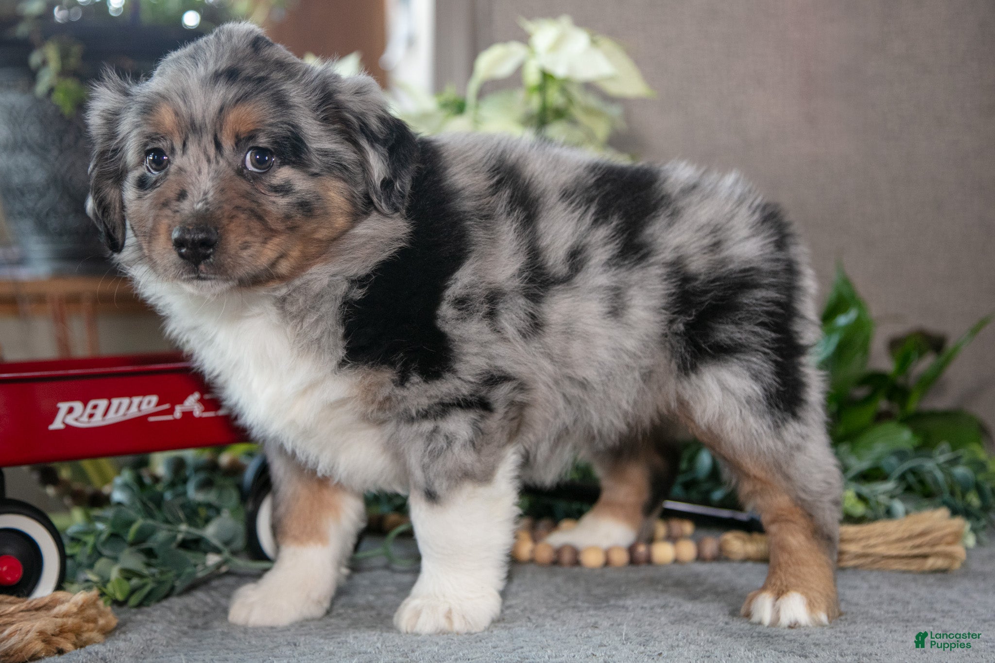 Miniature Australian Shepherd dogs Dallas - Ad 17