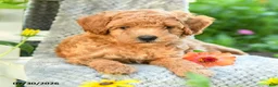 Maltipoo dogs for sale: Sunflower - Ad 5
