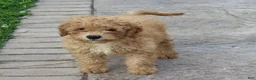 Mini Goldendoodle dogs for sale: Frankie - Ad 3