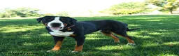 Greater Swiss Mountain Dog dogs for sale: Zaphne - Ad 5