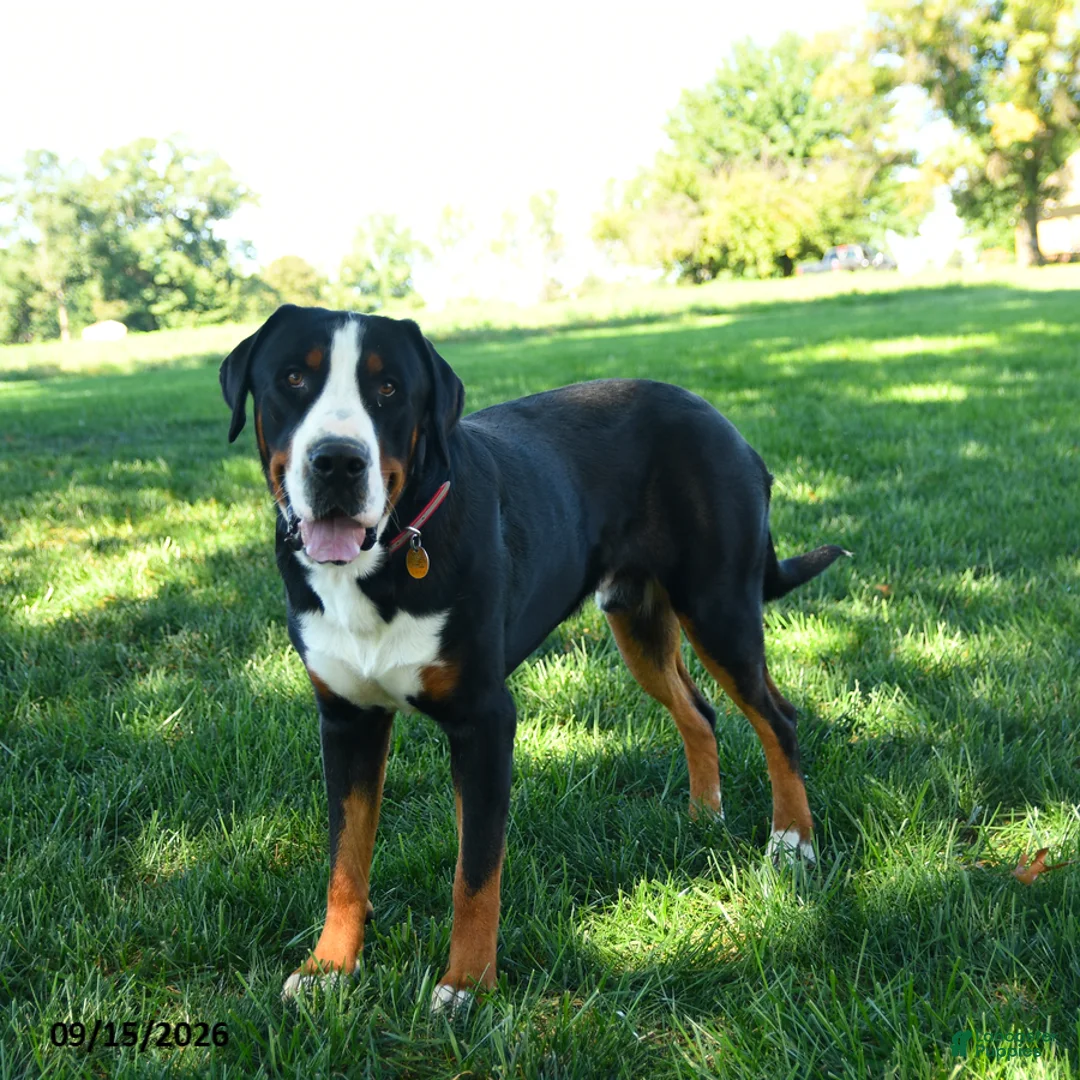 Greater Swiss Mountain Dog dogs for sale: Zaphne - Ad 5