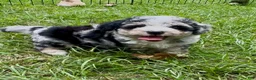 Mixed Breed dogs for sale: Misty - Ad 7