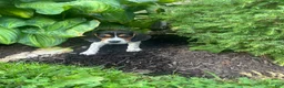 Beagle dogs for sale: Anchor  - Ad 3