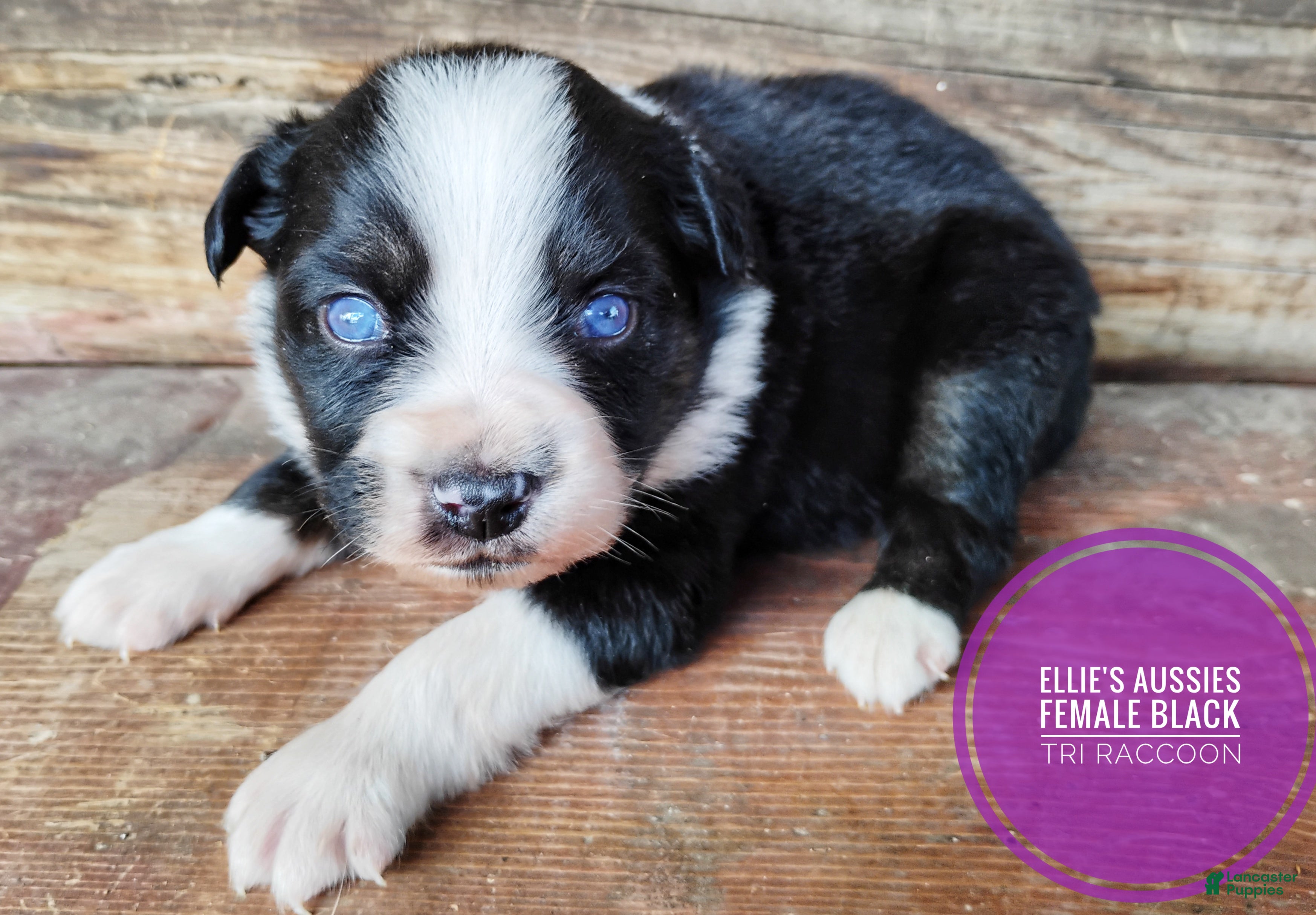 Miniature Australian Shepherd dogs Skunk - Ad 1