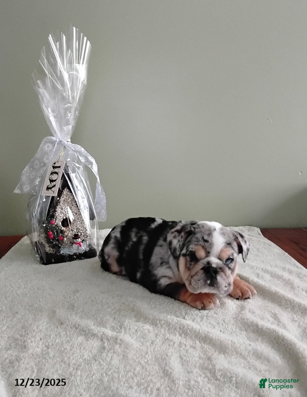 English Bulldog dogs for sale: Samantha - Ad 3