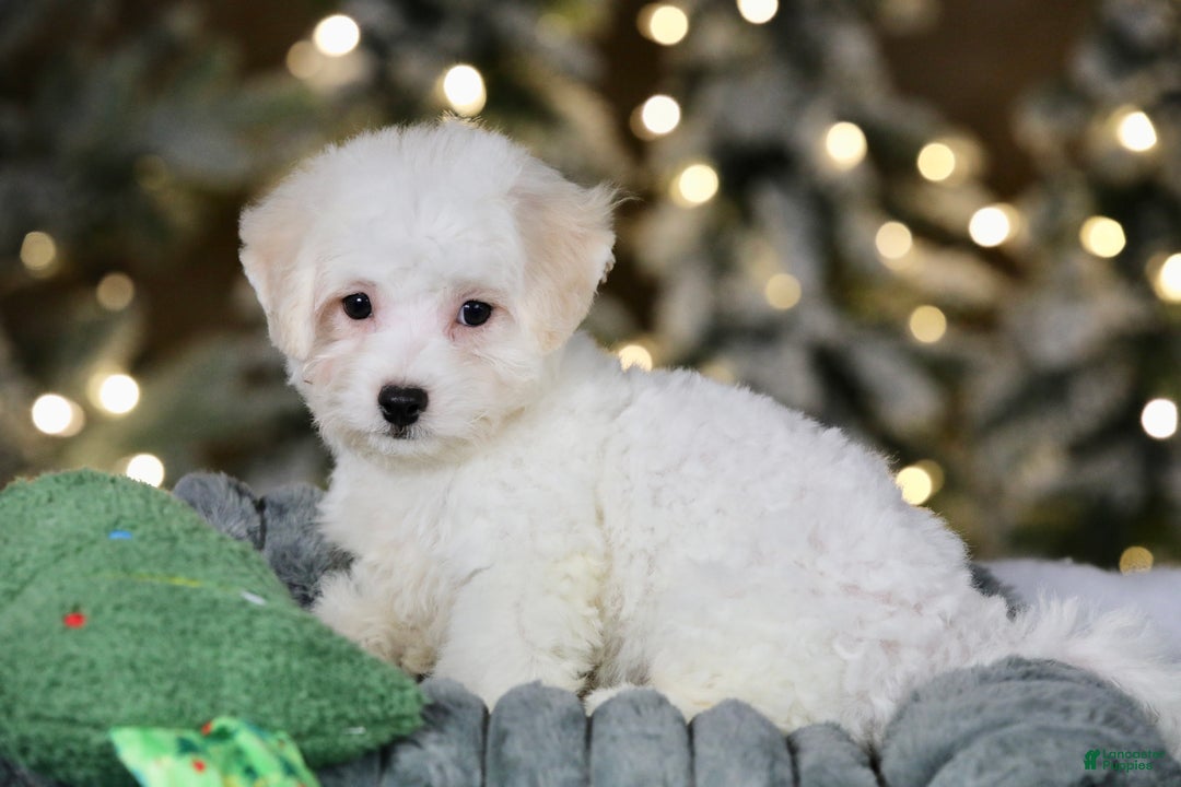 Teddy Bear dogs for sale: Dasher - Ad 12