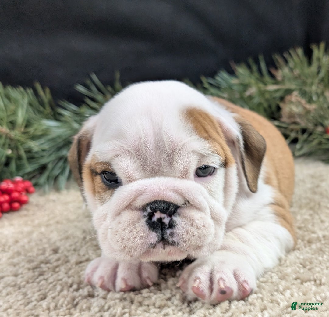 English Bulldog dogs for sale: Rudy - Ad 7